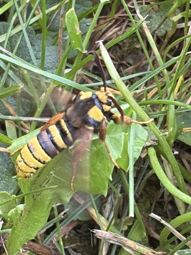 Hornet Moth