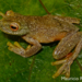 Charta Tree Frog - Photo (c) Mauricio Rivera-Correa, all rights reserved, uploaded by Mauricio Rivera-Correa