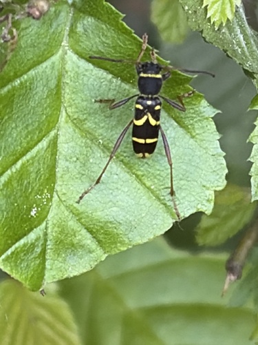 Wasp Beetle