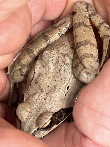 Agile Frog