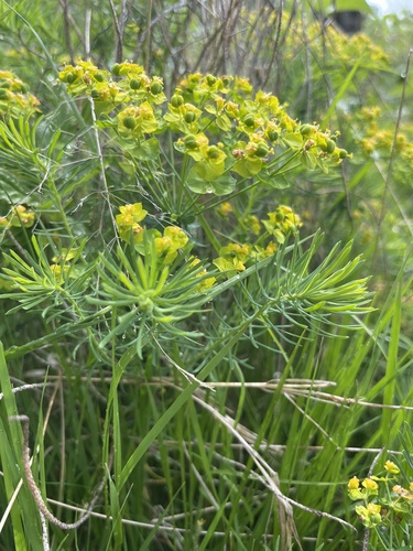 cypress spurge