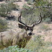 Tiburon Island Mule Deer - Photo (c) Derick Lopez Zepeda, all rights reserved, uploaded by Derick Lopez Zepeda