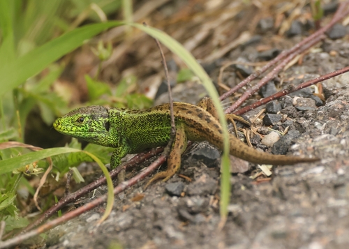 Sand Lizard