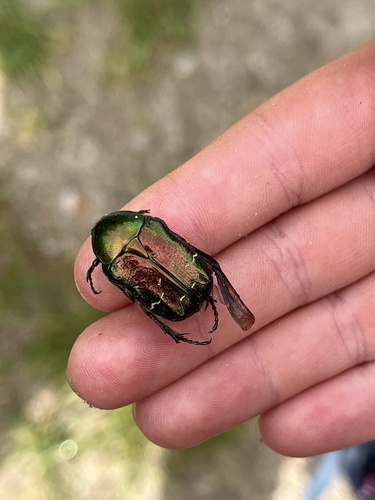 European Rose Chafer