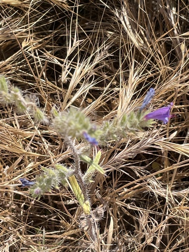Cretan Viper's-bugloss