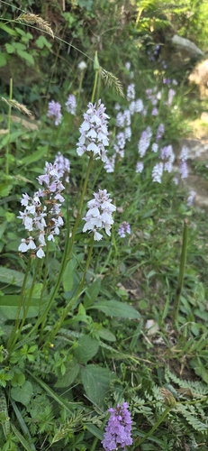 heath spotted orchid