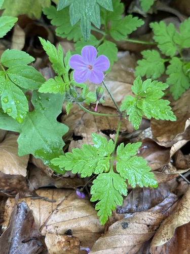 Herb Robert