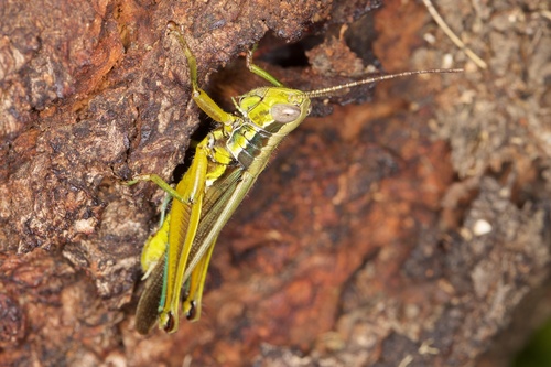 Bermius odontocercus Stål, 1878