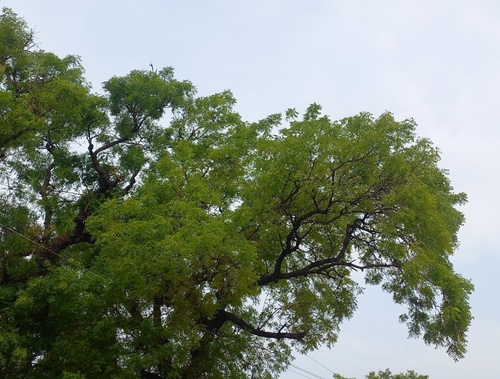 Neem