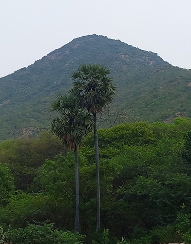 Asian Palmyra Palm