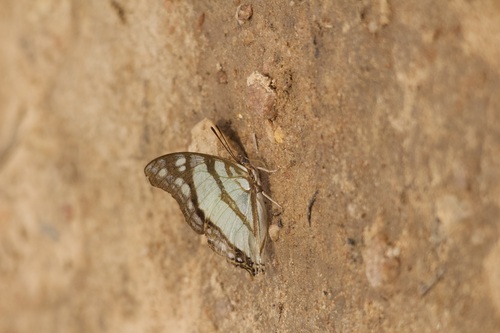 Club-tailed Squire