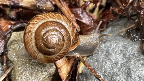 Copse Snail