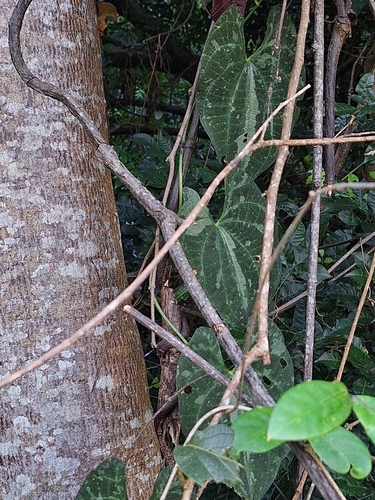 variegated monkey ball vine
