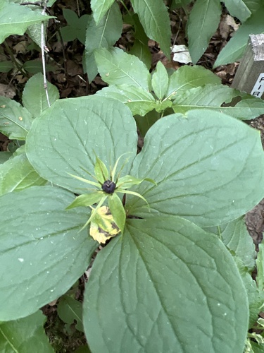 Herb Paris