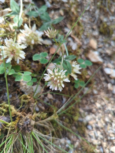 white clover