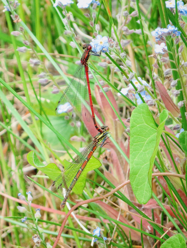 Large Red Damselfly