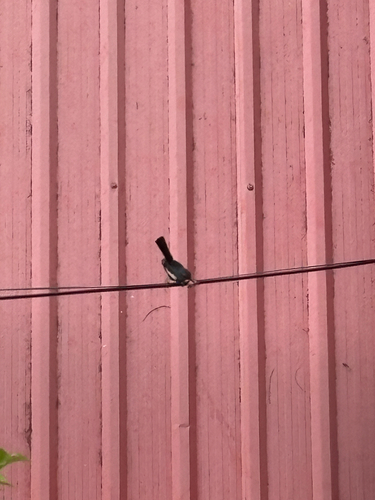 Oriental Magpie-Robin