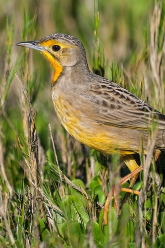 Orange-throated Longclaw