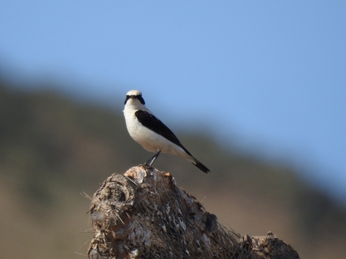 Western Black-eared Wheatear