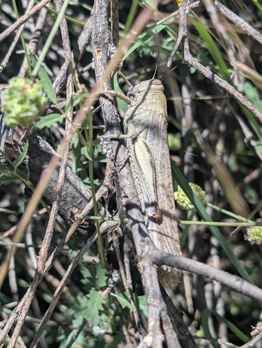 Egyptian Bird Grasshopper