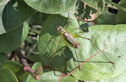 Blackwinged Saw Bush-cricket