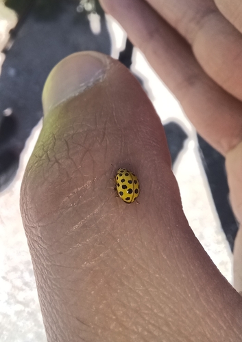 22-spot Ladybird