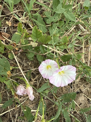 field bindweed