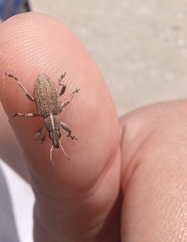Charagmus gressorius