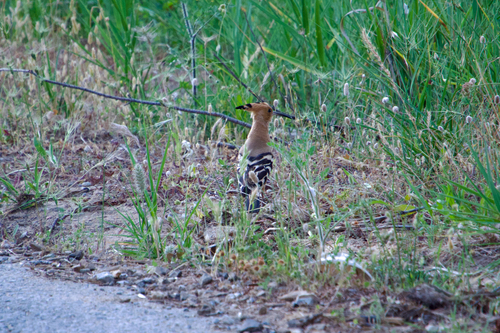 Common Hoopoe