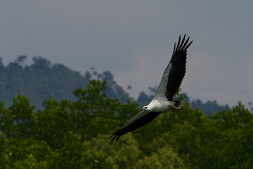 White-bellied Sea-Eagle