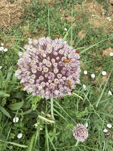 many-flowered garlic
