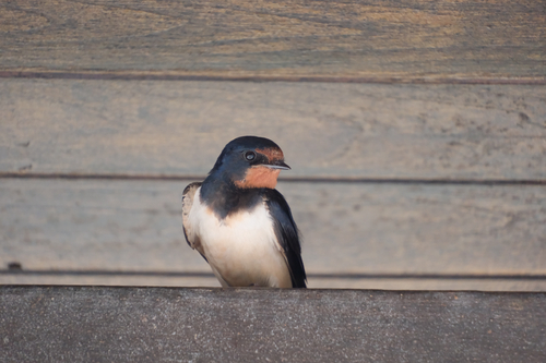 Barn Swallow
