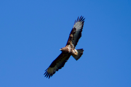 Common Buzzard