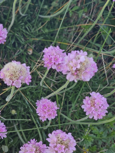 Sea Thrift