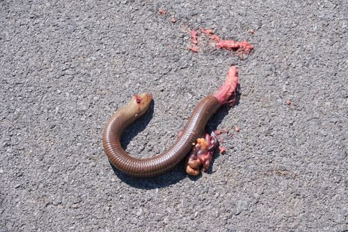 European Glass Lizard