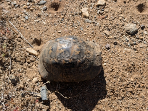 Greek Tortoise
