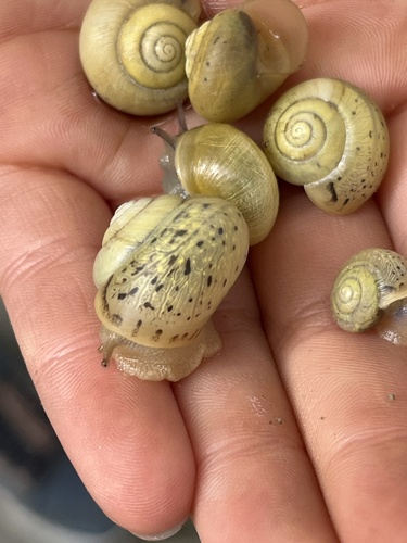 Bush snail