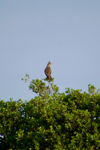 Crested Lark