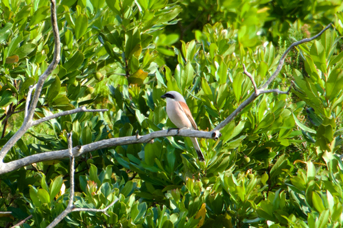 Red-backed Shrike