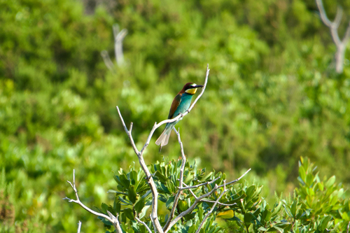 European Bee-eater
