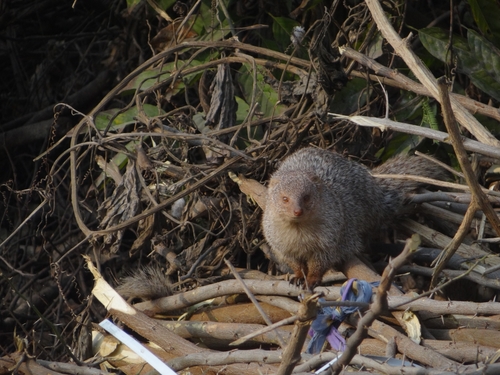 Indian Grey Mongoose