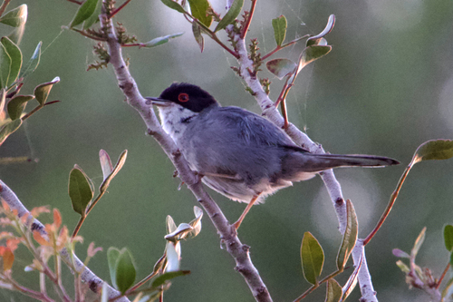 Sardinian Warbler