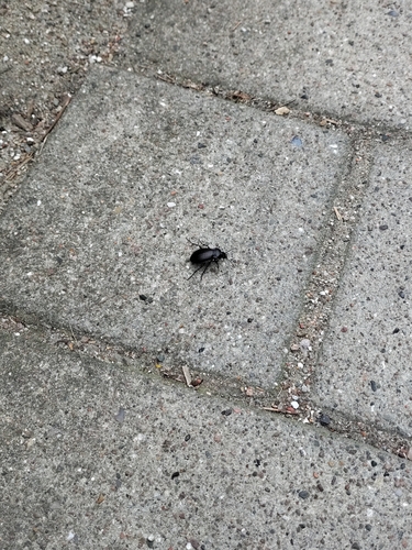 Bronze Ground Beetle