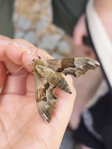 Lime Hawkmoth