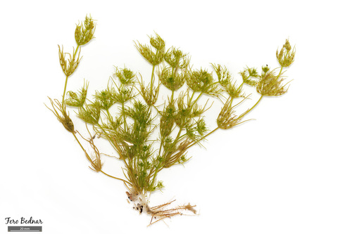 Chara vulgaris longibracteata