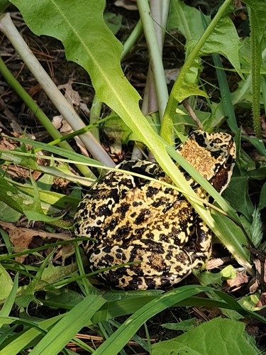 European Common Frog