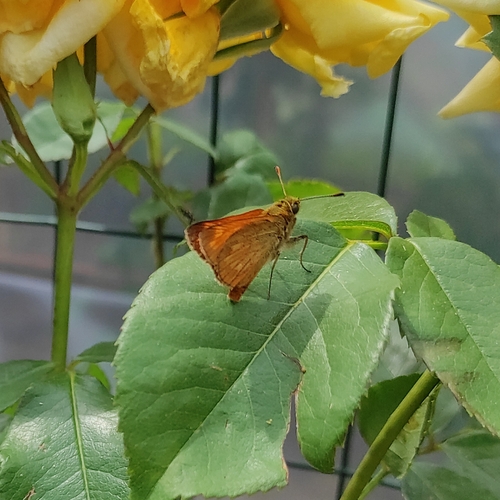 Large Skipper