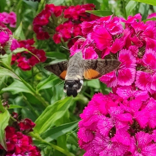 Eurasian Hummingbird Hawkmoth