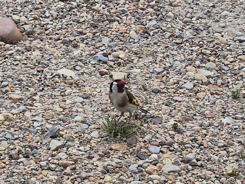 European Goldfinch