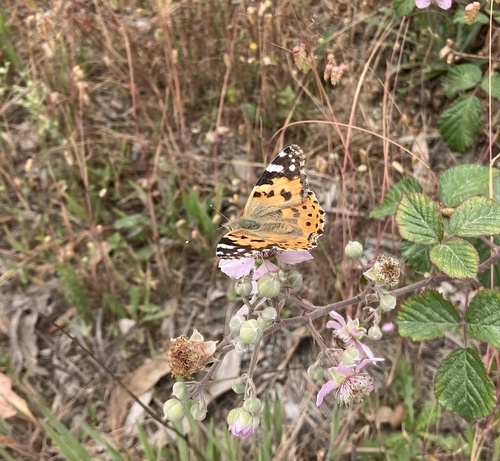 Painted Lady